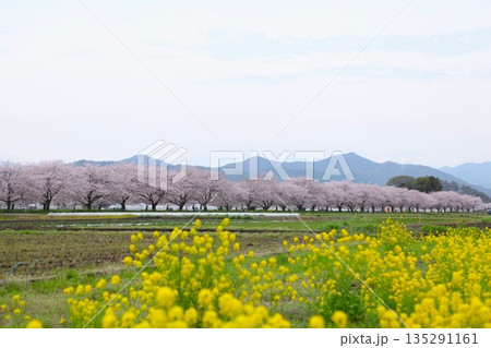 菜の花と桜 1704 02 菜の花と桜 1704 02 135291161