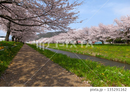 川沿いの桜並木 1704 川沿いの桜並木 1704 135291162