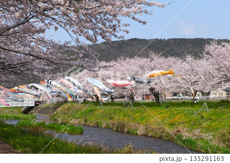 鯉のぼりと川沿いの桜並木 1704 01 鯉のぼりと川沿いの桜並木 1704 01 135291163