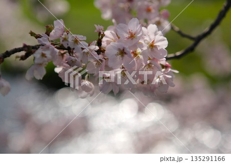 桜 1704 09 桜 1704 09 135291166