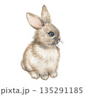 Hand Drawn Watercolor Cute Rabbit 135291185