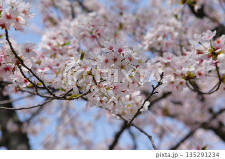 桜 2104 08 135291234