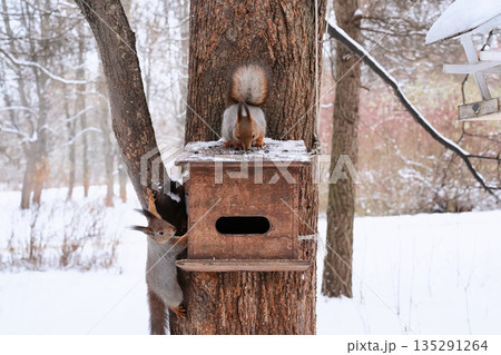 Two red squirrels, covered in light gray winter fur, feed from a tree feeder in a wintry forest park. The furry wild animals captured in different poses on a snowy day in their natural habitat. Two red squirrels, covered in light gray winter fur, feed from a tree feeder in a wintry forest park. The furry wild animals captured in different poses on a snowy day in their natural habitat. 135291264