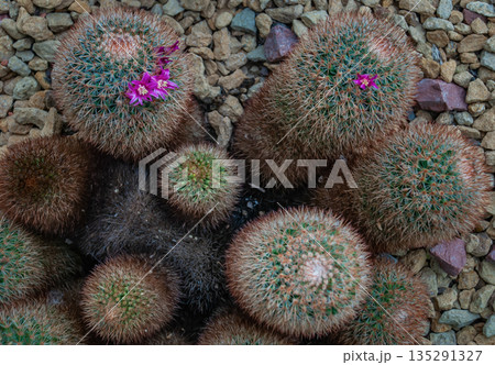 Mammillaria spinosissima is a kind of beautiful cactus with red spikes in the botanical garden. Mammillaria spinosissima is a kind of beautiful cactus with red spikes in the botanical garden. 135291327