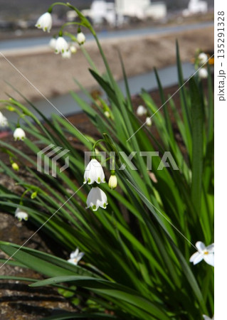 スノーフレーク 2303 01 スノーフレーク 2303 01 135291328