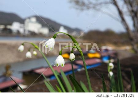 スノーフレーク 2303 02 135291329