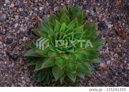 Closeup of Echeveria albicans, Echeveria elegans, Echeveria nodulosa, desert succulent plant. 135291330