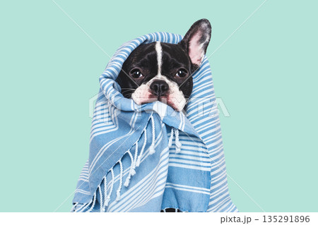 Cute puppy and blue towel. Studio shot 135291896