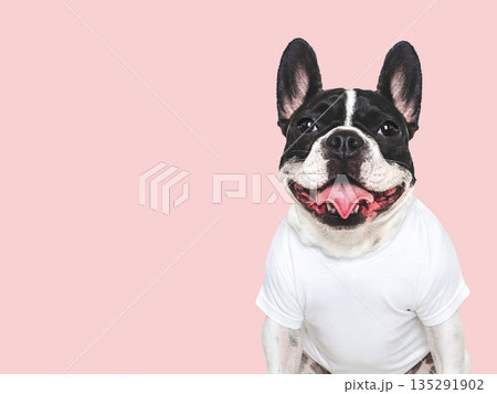 Stylish puppy and white t-shirt. Dog smile Stylish puppy and white t-shirt. Dog smile 135291902