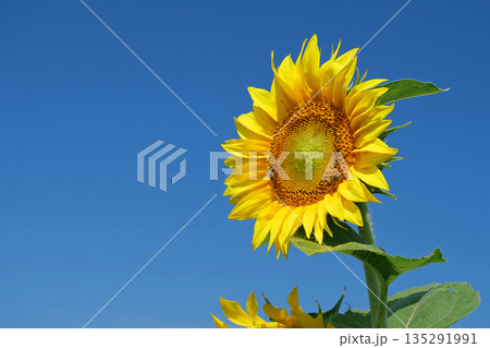 Bees are hard at work collecting pollen and nectar from sunflower Bees are hard at work collecting pollen and nectar from sunflower 135291991