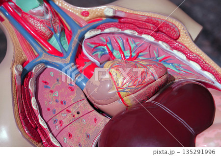 Internal organs of human. Model of internal organs of people Internal organs of human. Model of internal organs of people 135291996
