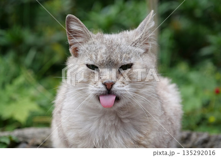Sick cat with protruding tongue 135292016