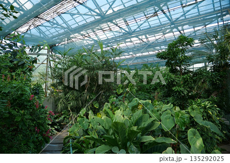 Healthy green trees grows in greenhouse, ecological balance of planet 135292025