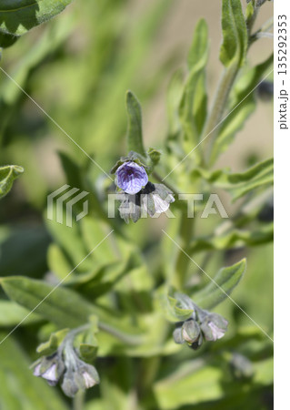 Blue Houndstongue 135292353