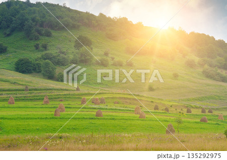 Picturesque Mountain Valley with Haycocks and Golden Sunlight 135292975