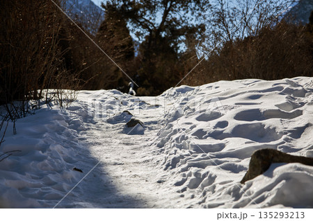 Winter hiking trail through snowy forest illuminated by bright sun 135293213