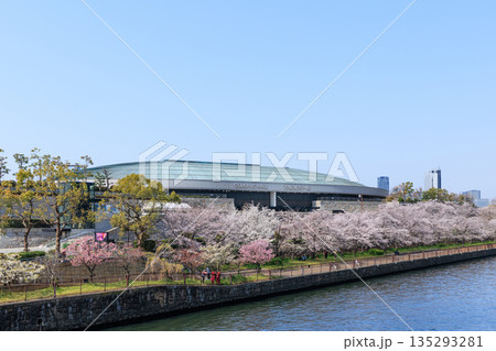 春の大阪城ホールと満開の桜(大阪府大阪市中央区) 135293281