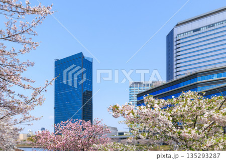 大阪城公園の桜と大阪ビジネスパーク(大阪府大阪市中央区) 135293287