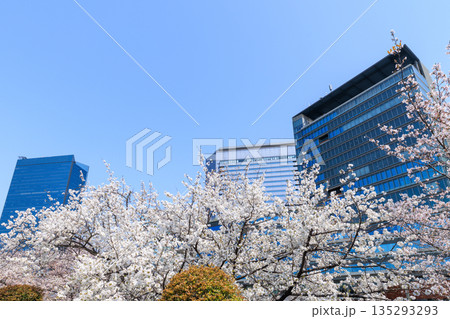 大阪城公園の桜と大阪ビジネスパーク(大阪府大阪市中央区) 大阪城公園の桜と大阪ビジネスパーク(大阪府大阪市中央区) 135293293