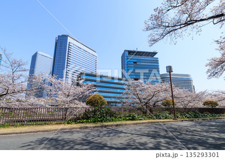 大阪城公園の桜と大阪ビジネスパーク(大阪府大阪市中央区) 大阪城公園の桜と大阪ビジネスパーク(大阪府大阪市中央区) 135293301