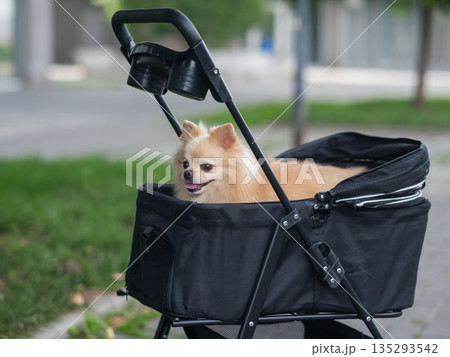 Cute spitz dog in pet stroller outdoors.  135293542