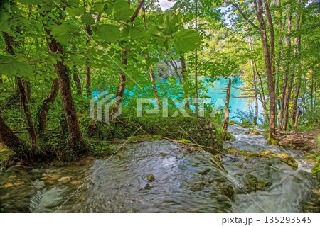 Plitvice Lakes Forest Stream Plitvice Lakes Forest Stream 135293545