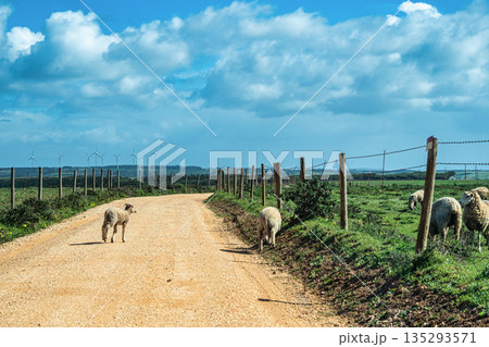 Sheeps at Torre de Aspa viewpoint in Portugal. Torre de Aspa is the highest point on the Costa Vicentina. Sheeps at Torre de Aspa viewpoint in Portugal. Torre de Aspa is the highest point on the Costa Vicentina. 135293571