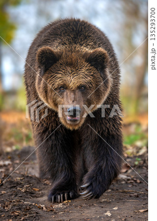 Grizzly bear walks through forested area during early afternoon in natural habitat Grizzly bear walks through forested area during early afternoon in natural habitat 135293700