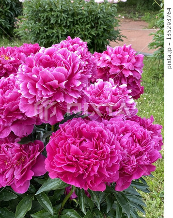 Bright pink peonies in full bloom set against lush green garden leaves 135293764