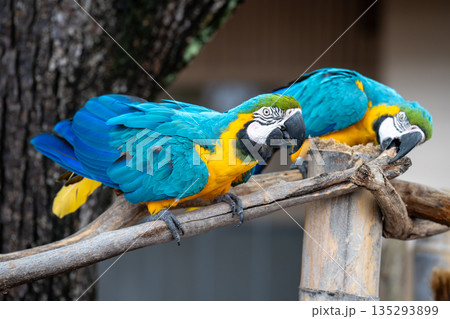 仲良く並ぶ2羽のルリコンゴウインコ（和歌山県白浜町） 135293899
