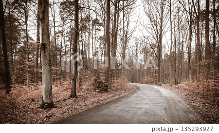 country road in the forest on misty day 135293927