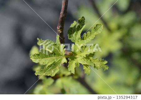 Fig Ice Crystal Fig Ice Crystal 135294317