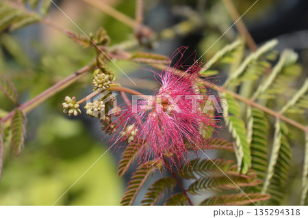 Silk tree Ombrella 135294318
