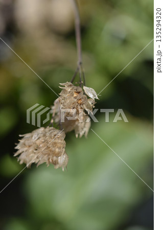 Bluebeard seedpods Bluebeard seedpods 135294320