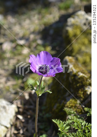 Crown anemone 135294321
