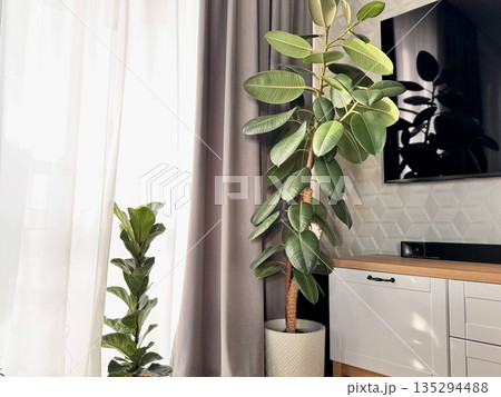 Homemade ficus flower in a white outdoor pot in the living room 135294488