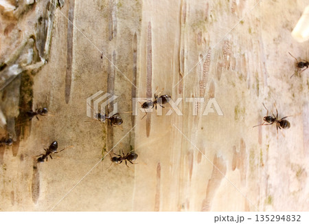 Ants Foraging on Tree Bark in Natural Light 135294832