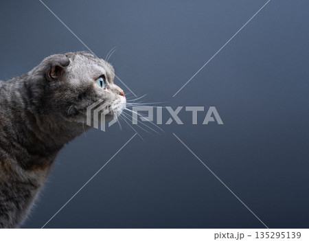 side view of scottish fold cat 135295139