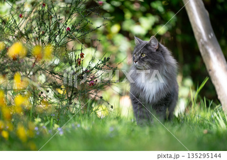maine coon cat in blooming garden 135295144