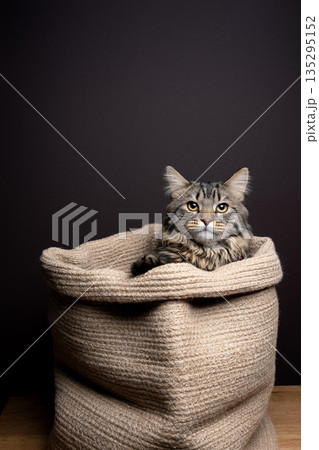 maine coon cat inside of pet bed 135295152