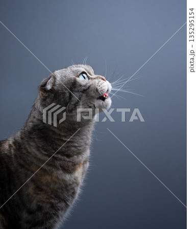 side view of scottish fold cat side view of scottish fold cat 135295154