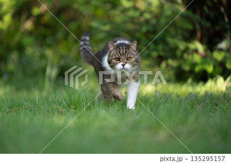 british shorthair cat walking outdoors on meadow 135295157