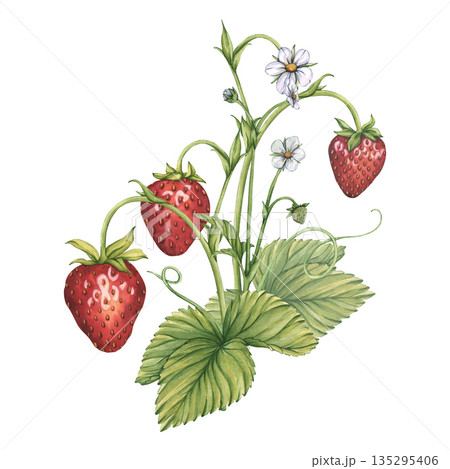 Halves of ripe strawberries with white flower. Watercolor illustration of Strawberries with cut in half. Ripe sliced strawberries for tea, jam, cosmetics label. Halves of berries. Fresh Summer Fruit 135295406