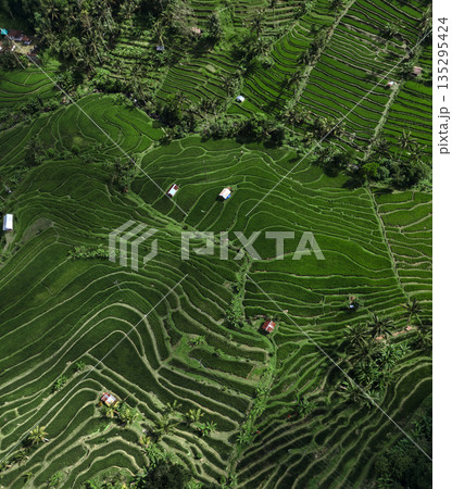 Overhead View Of Verdant Agricultural Terraces With Winding Roads Overhead View Of Verdant Agricultural Terraces With Winding Roads 135295424