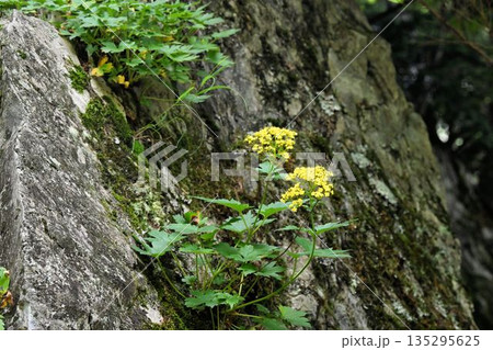信州上高地で見た岩場に生える黄色の花の集散花序が綺麗なハクサンオミナエシ 信州上高地で見た岩場に生える黄色の花の集散花序が綺麗なハクサンオミナエシ 135295625