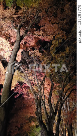 水面に映る紅葉 水面に映る紅葉 135295779