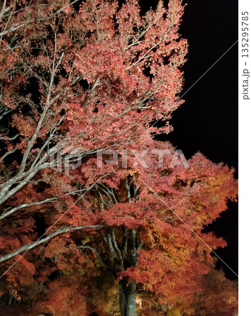 水面に映る紅葉 水面に映る紅葉 135295785