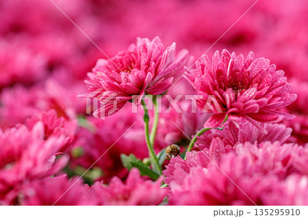 multi-colored flower beds of beautiful chrysanthemums multi-colored flower beds of beautiful chrysanthemums 135295910
