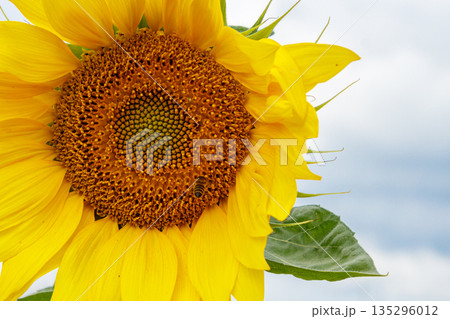 Beautiful field of yellow sunflowers on a background of blue sky with clouds Beautiful field of yellow sunflowers on a background of blue sky with clouds 135296012