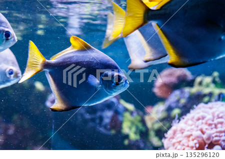 macro fish neopomacentrus filamentosus Monodactylidae macro fish neopomacentrus filamentosus Monodactylidae 135296120